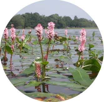 Amphibious bistort (Persicaria amphibia) bare root